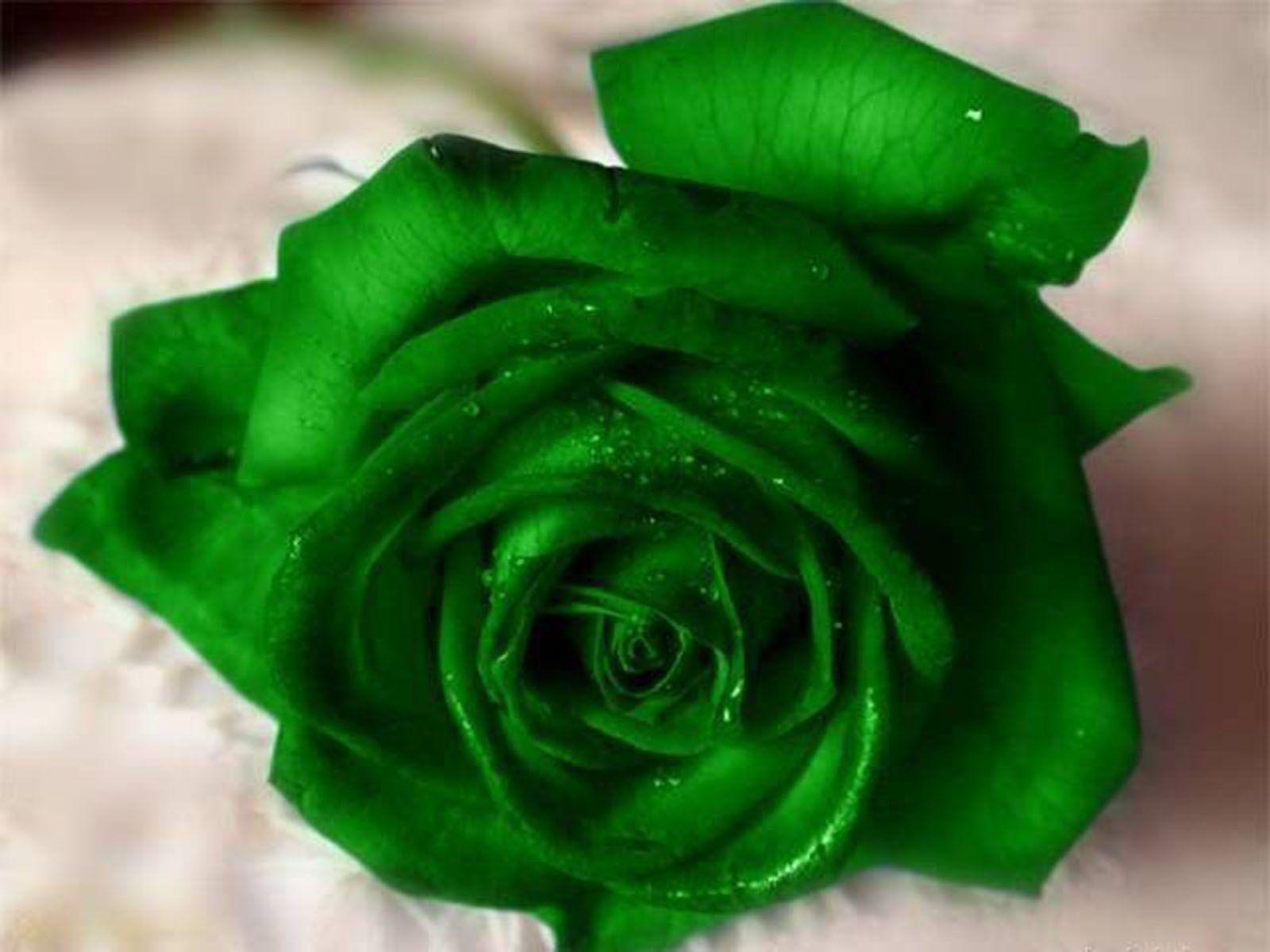 Green Rose Flower 4409 1600x1200px