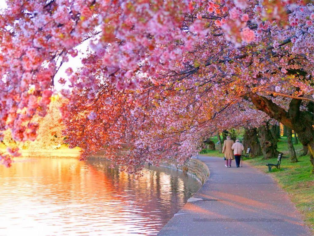 Cherry Blossom wallpaper HD HD Wallpaper