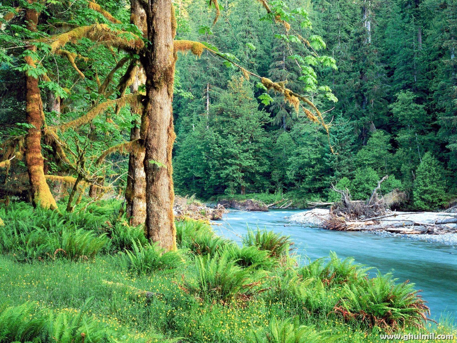 Beautiful Forest With River