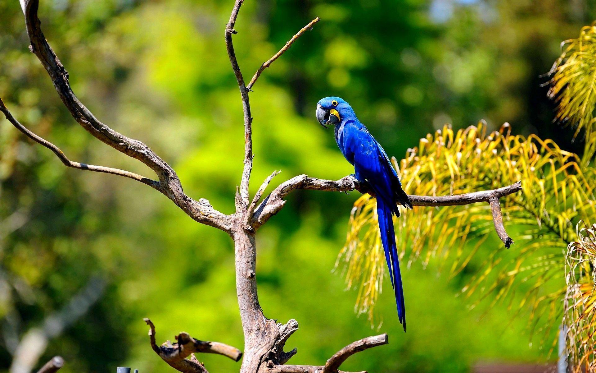 Blue Macaw HD Wallpaper