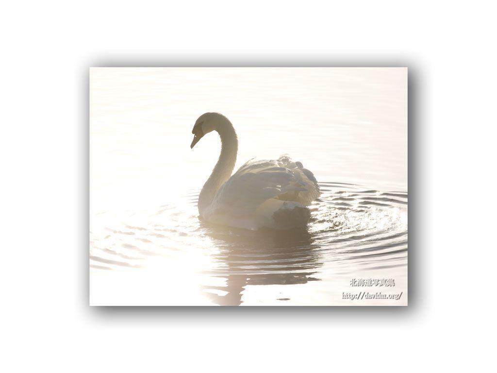 Swan Wallpaper. Image and animals Swan picture (724)