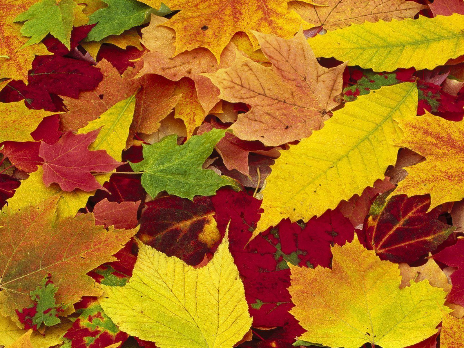 Fall Leaves Background Fall Leaves Desktop