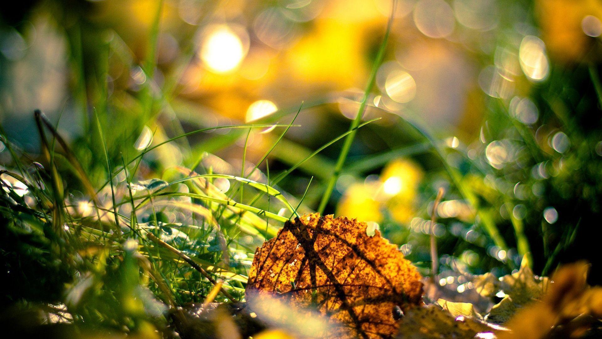 Autumn Fresh Season HD Wallpaper Nature. HD Wallpaper Source