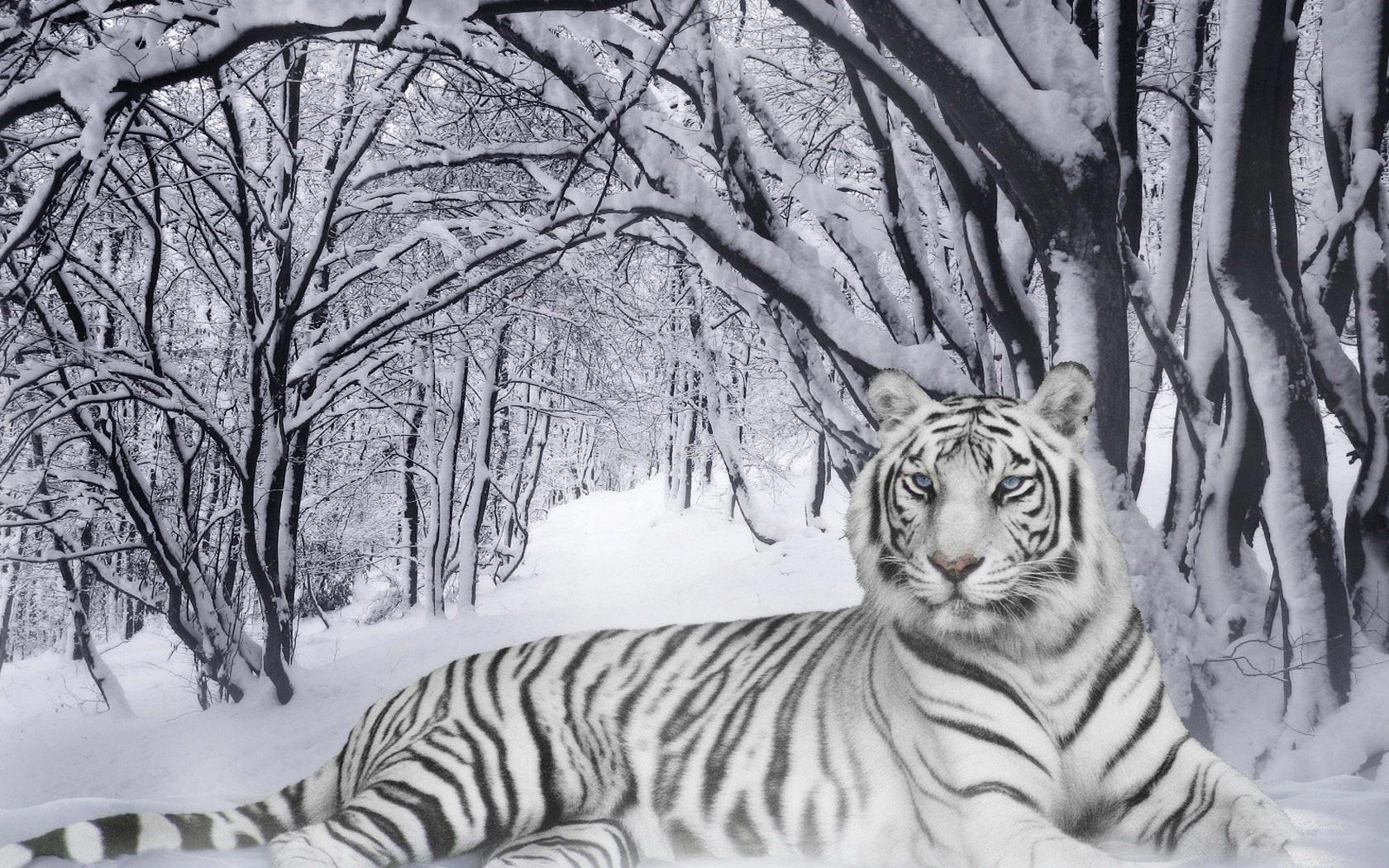Desktop Wallpaper · Gallery · Animals · Bengals White Tiger. Free