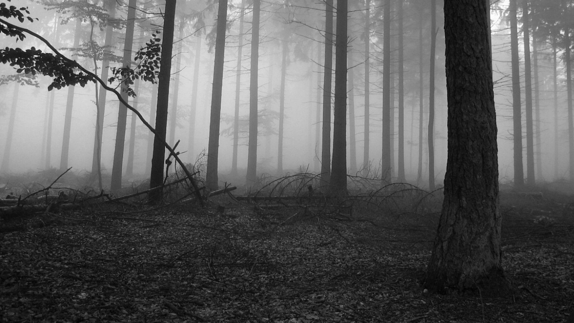 Black And White Nature Trees Forests Fog Wallp Wallpaper