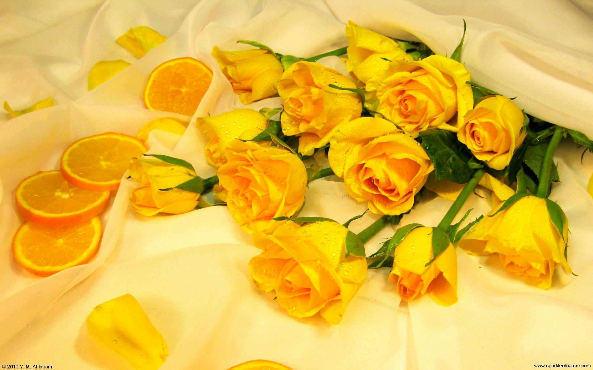 Elegant yellow roses wallpaper