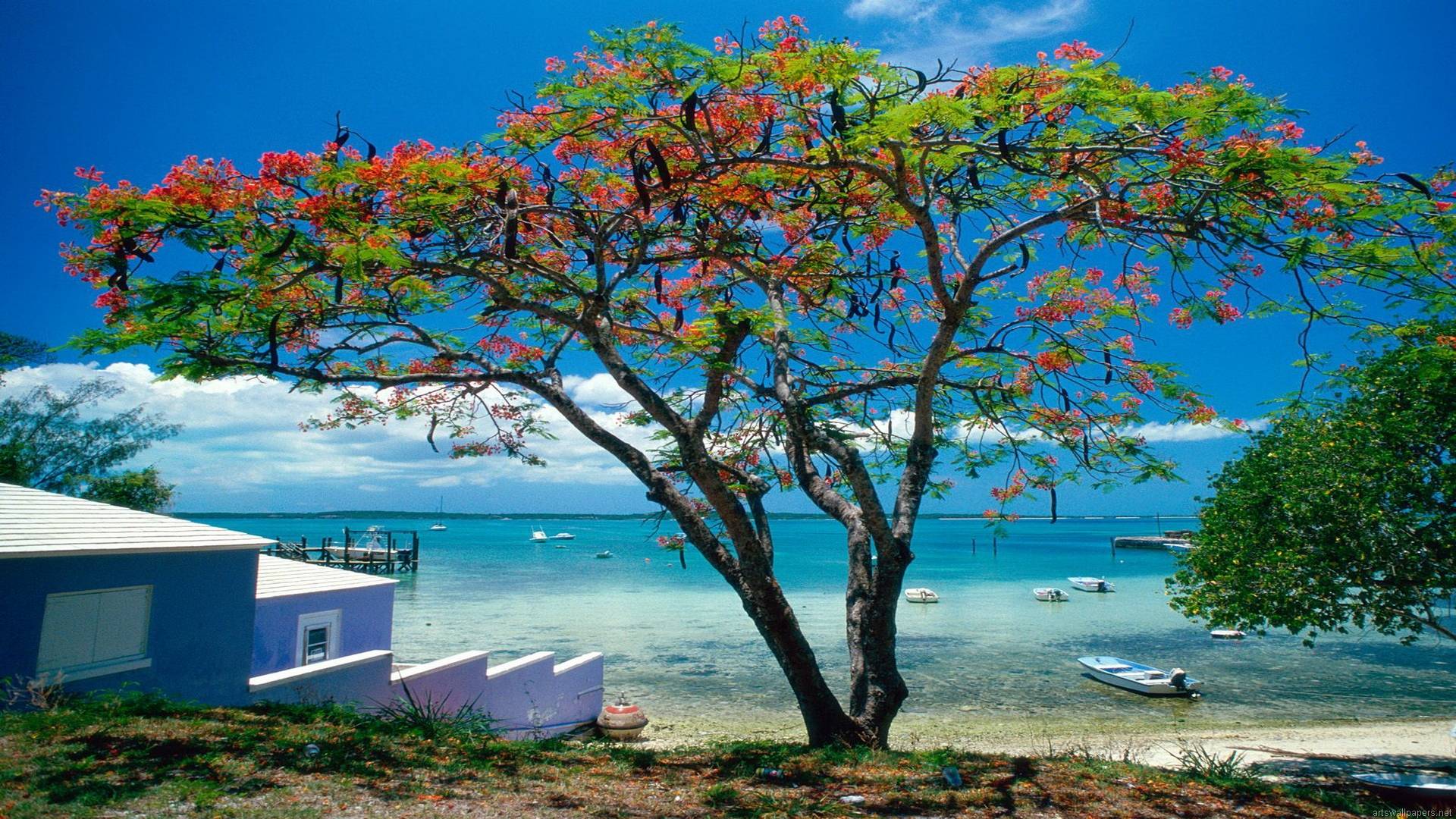 HD Blooming Tree On A Caribbean Beach Wallpapers