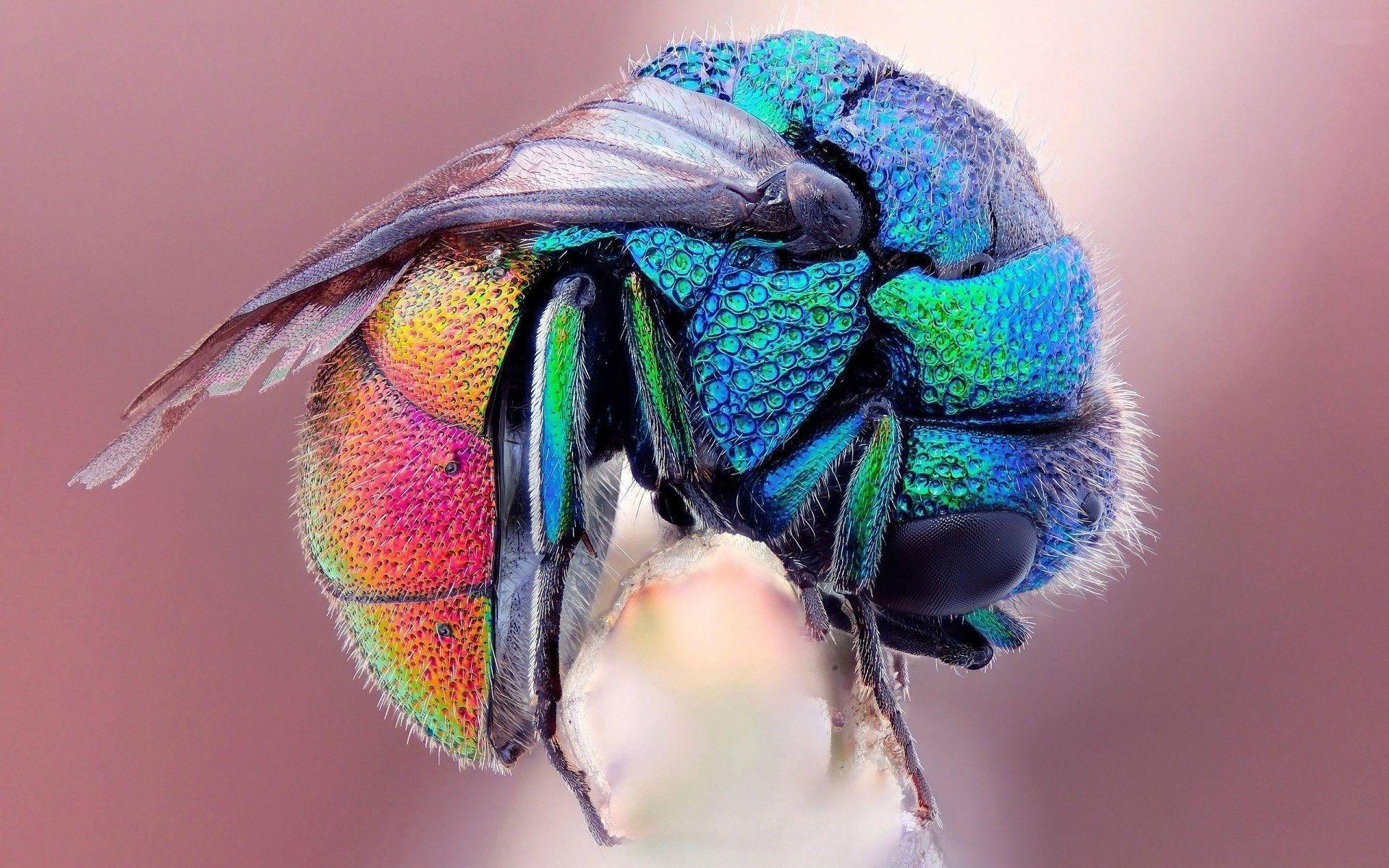 Beautiful Bug Animals HD Wallpaper for Desktop