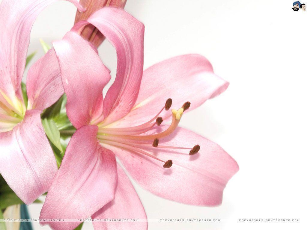 Free Download Lilies HD Wallpaper