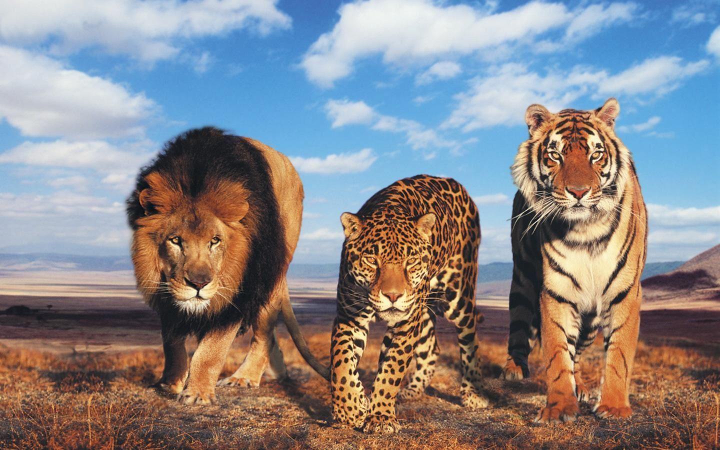 Wild Cats Tiger Lion Cheetah HD Wallpaper. High Definition Wallpaper