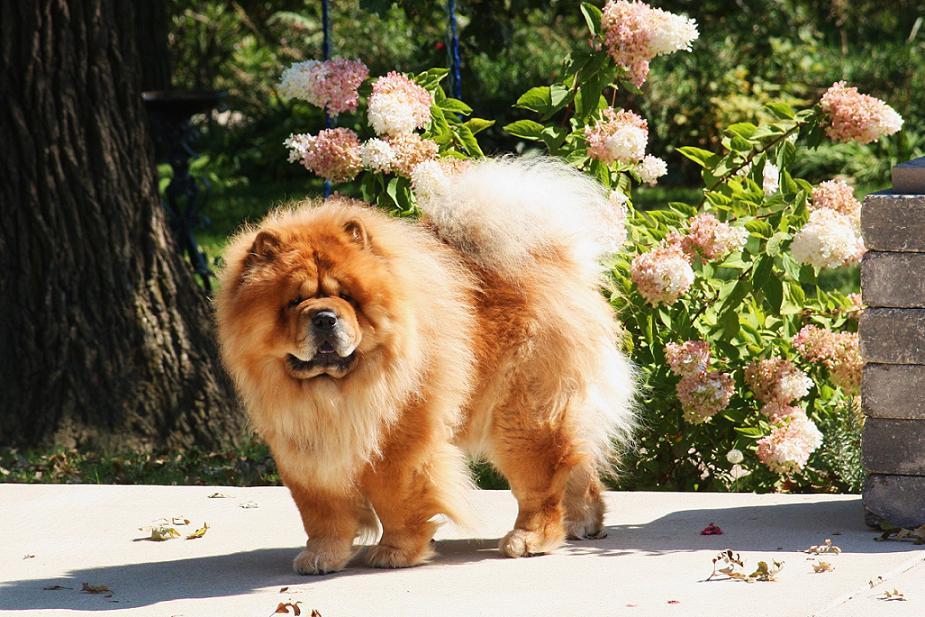Chow Chow and flowers photo and wallpaper. Beautiful Chow Chow