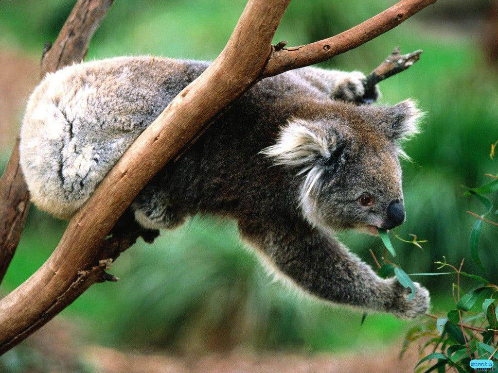 Download Free Koala Bear The Wallpaper Full HD Wallpaper