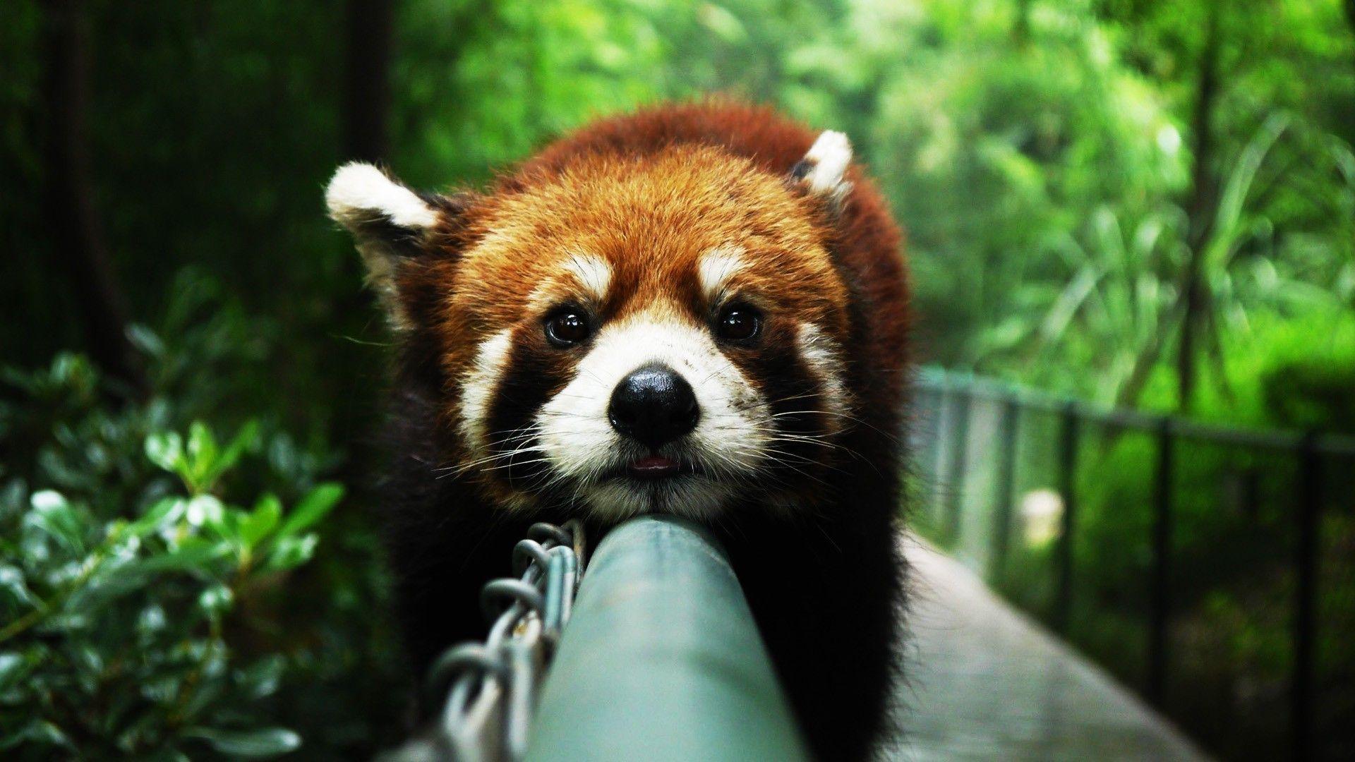 red panda background Wallpaper HD Image 3592