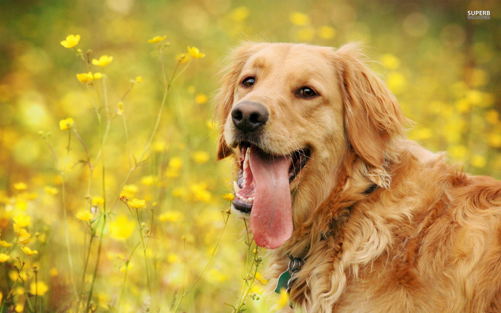 Golden Retriever Backgrounds - Wallpaper Cave