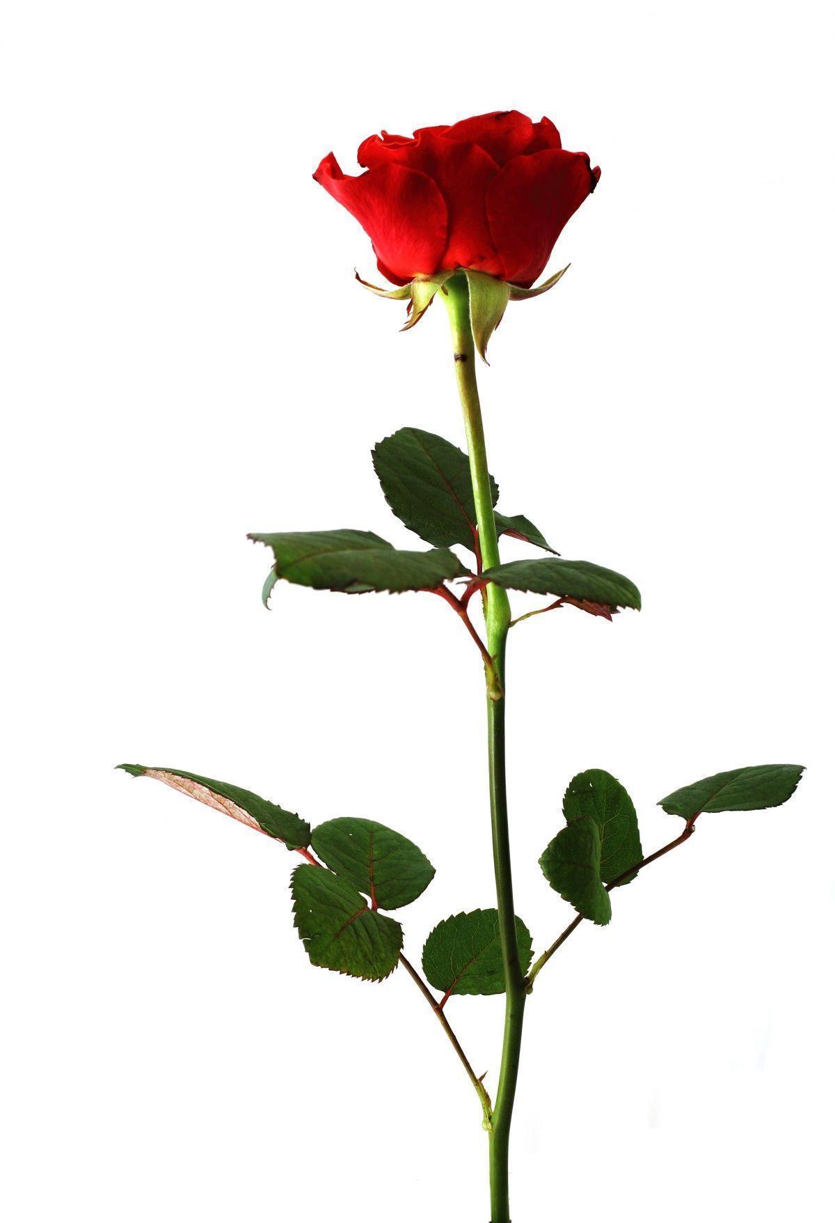 Rose entirely photo. Image № 17073