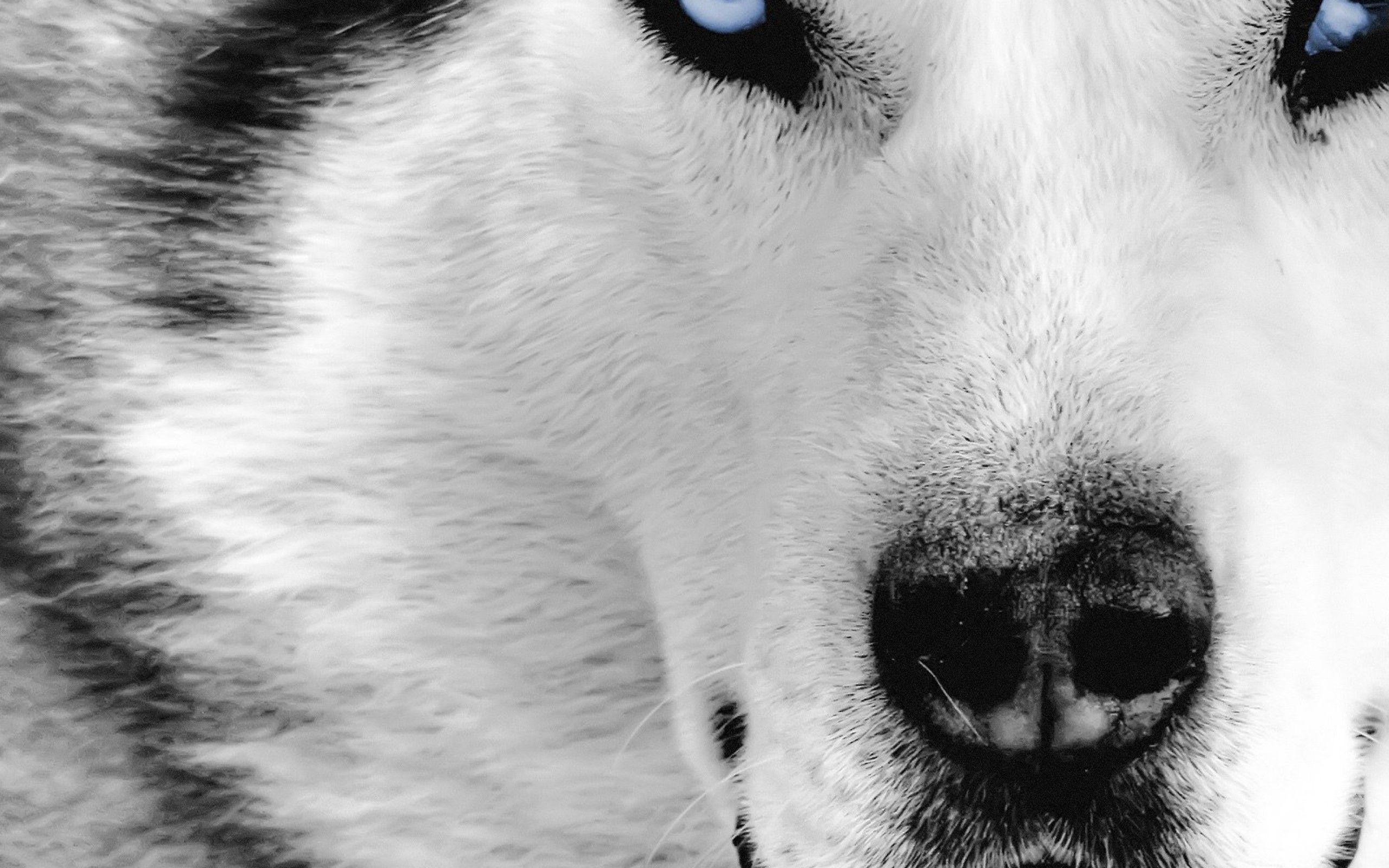 Arctic Wolf Wallpaper Wallpaper Inn