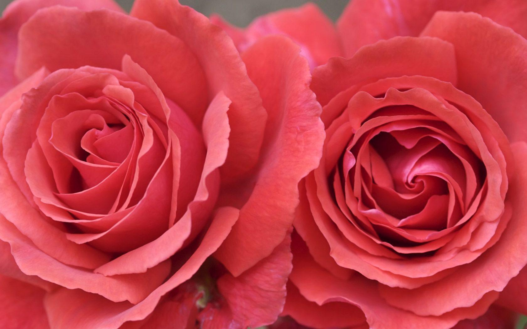 Two Soft Red Roses Background 1680x1050 pixels