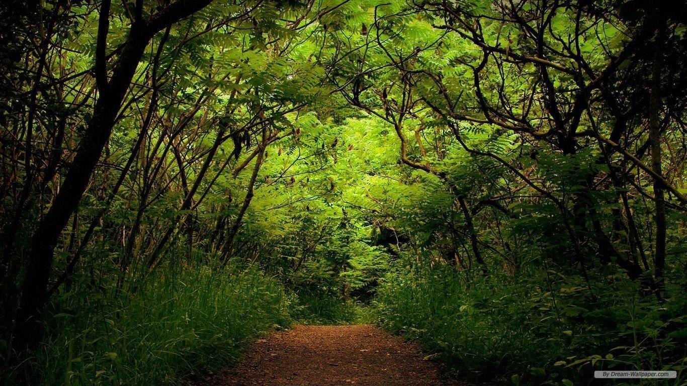 Free Wallpaper Nature wallpaper Landscape 2 wallpaper