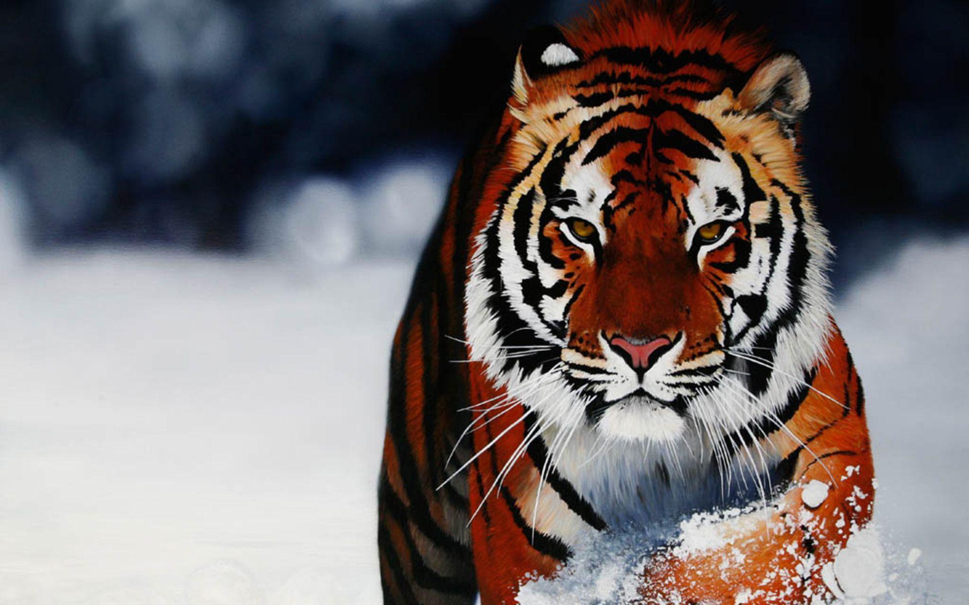 Wallpaper For > Cool Tiger Wallpaper