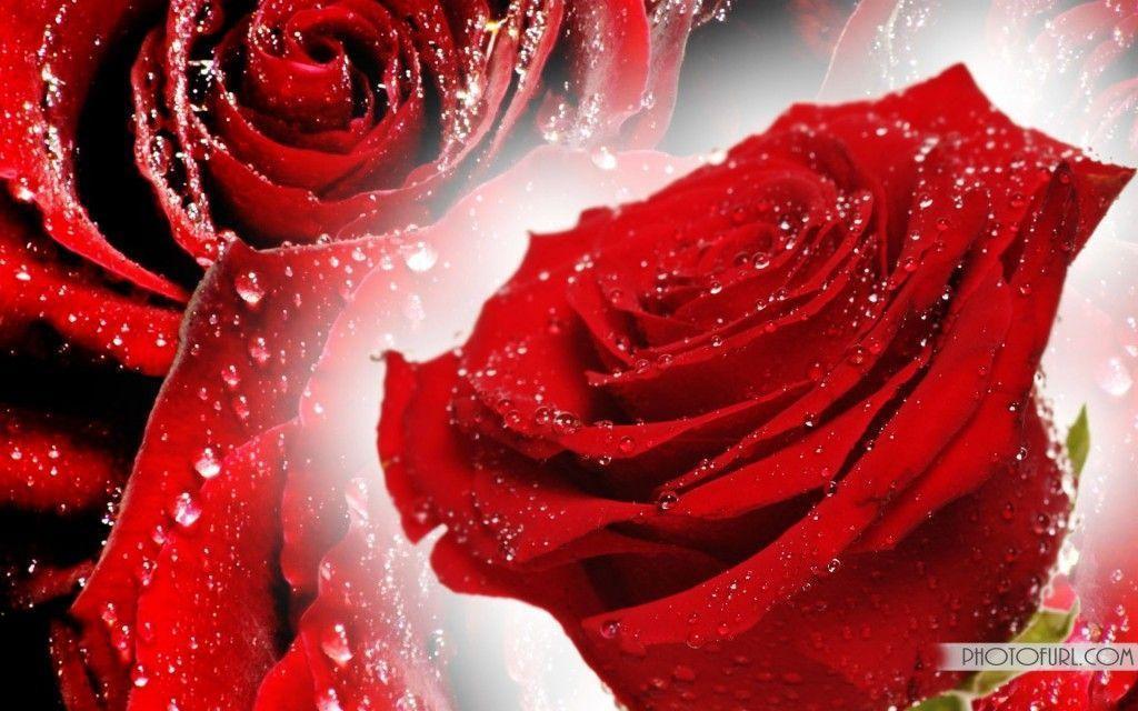Free Red Rose Wallpapers  Wallpaper Cave