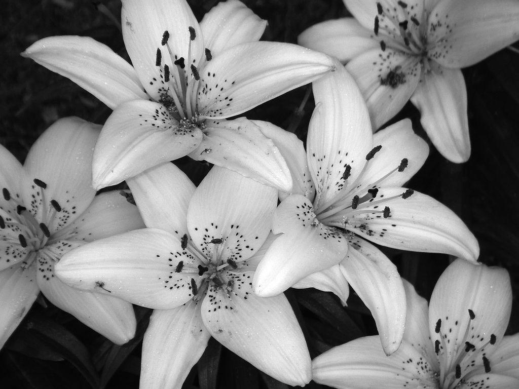 Flowers For > Black And White Flowers Wallpaper