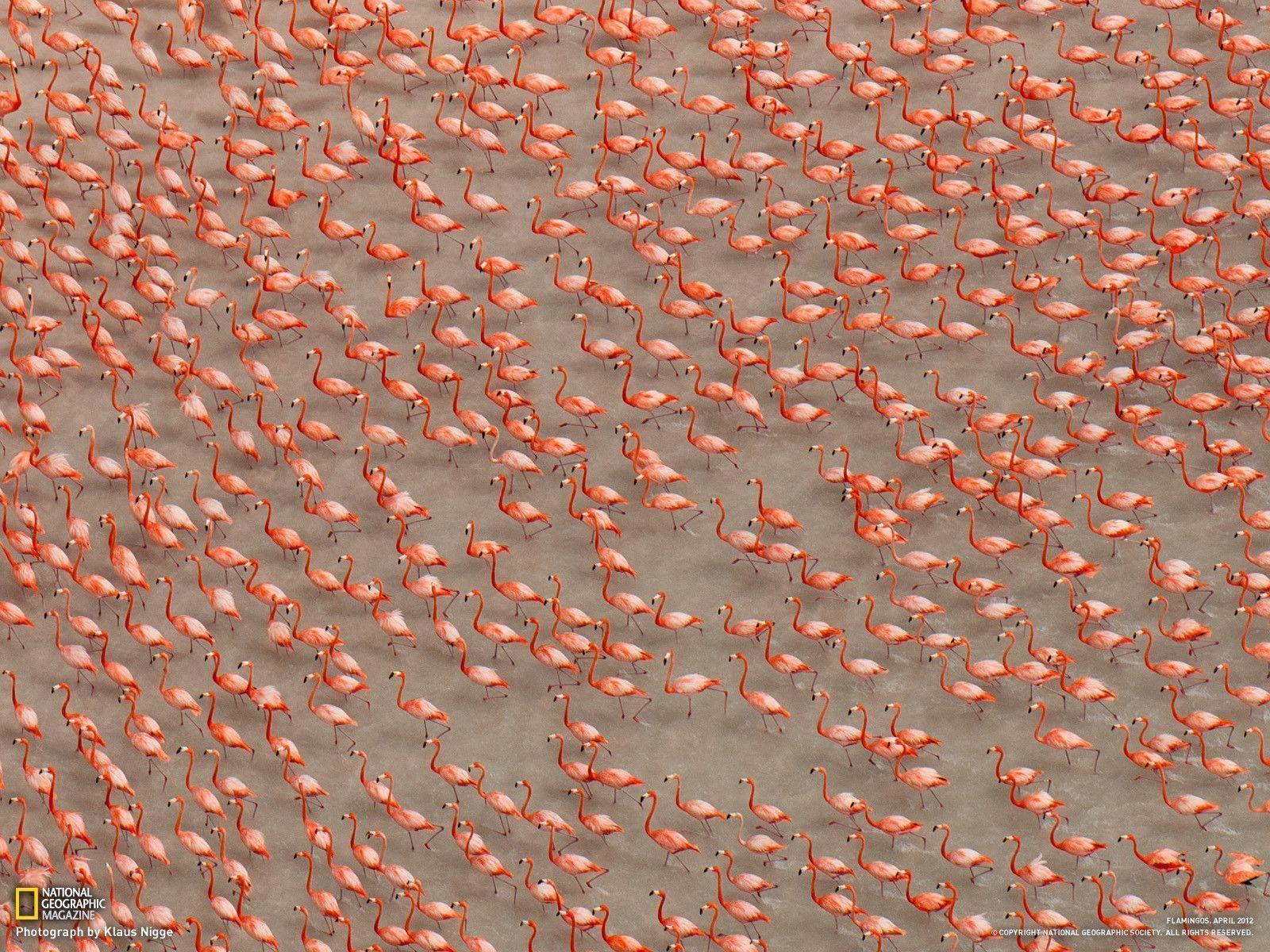 Flamingo Picture - Bird Wallpaper - National Geographic Photo