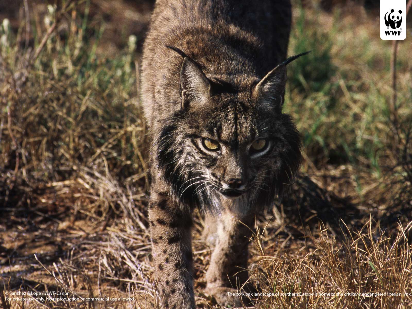 Iberian lynx