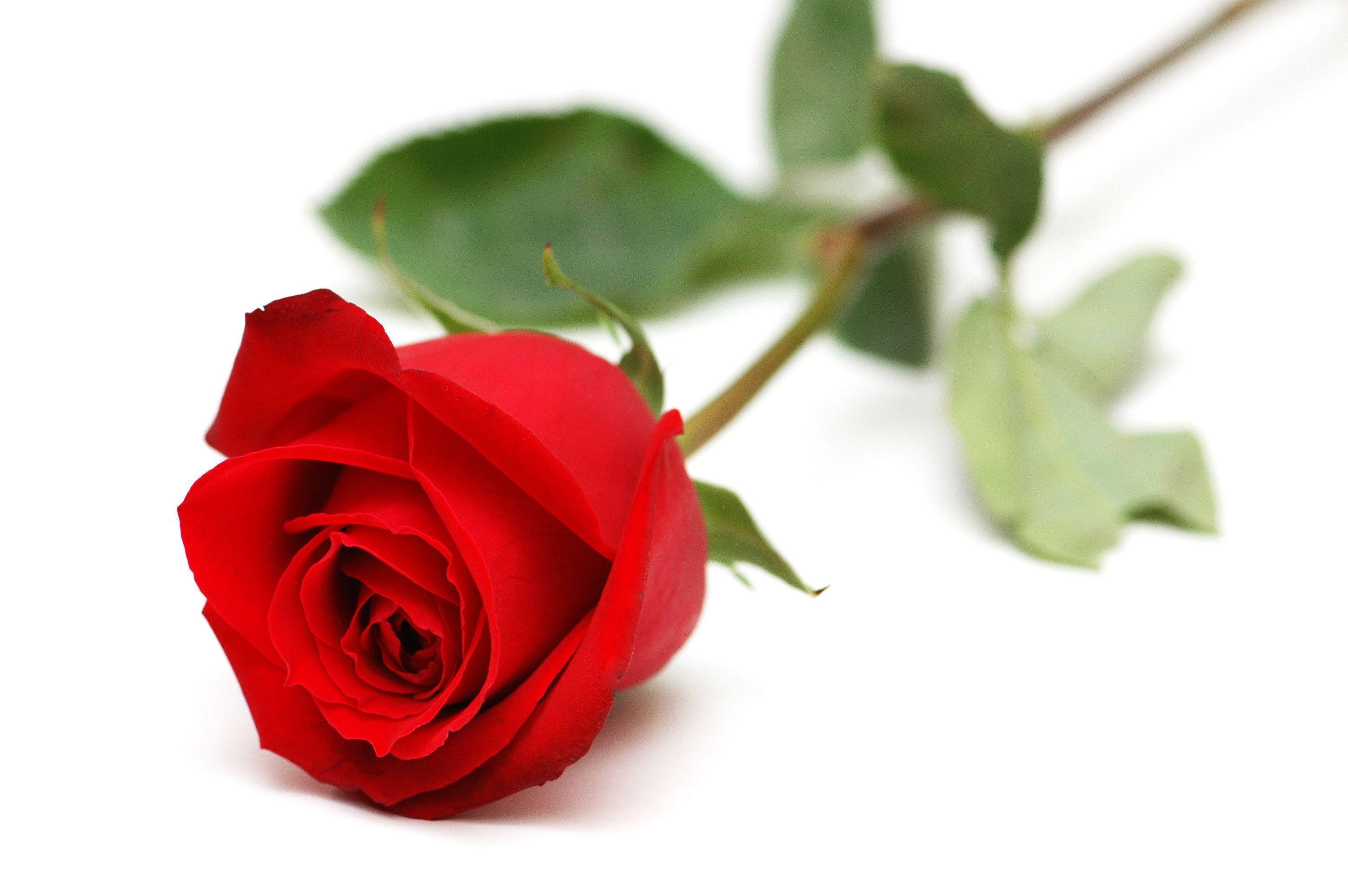 Red Rose With White Backgrounds - Wallpaper Cave