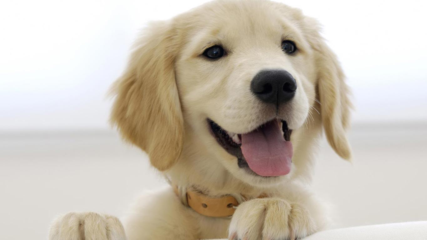 Desktop background // Computers // Laptops. Netbook // Curious