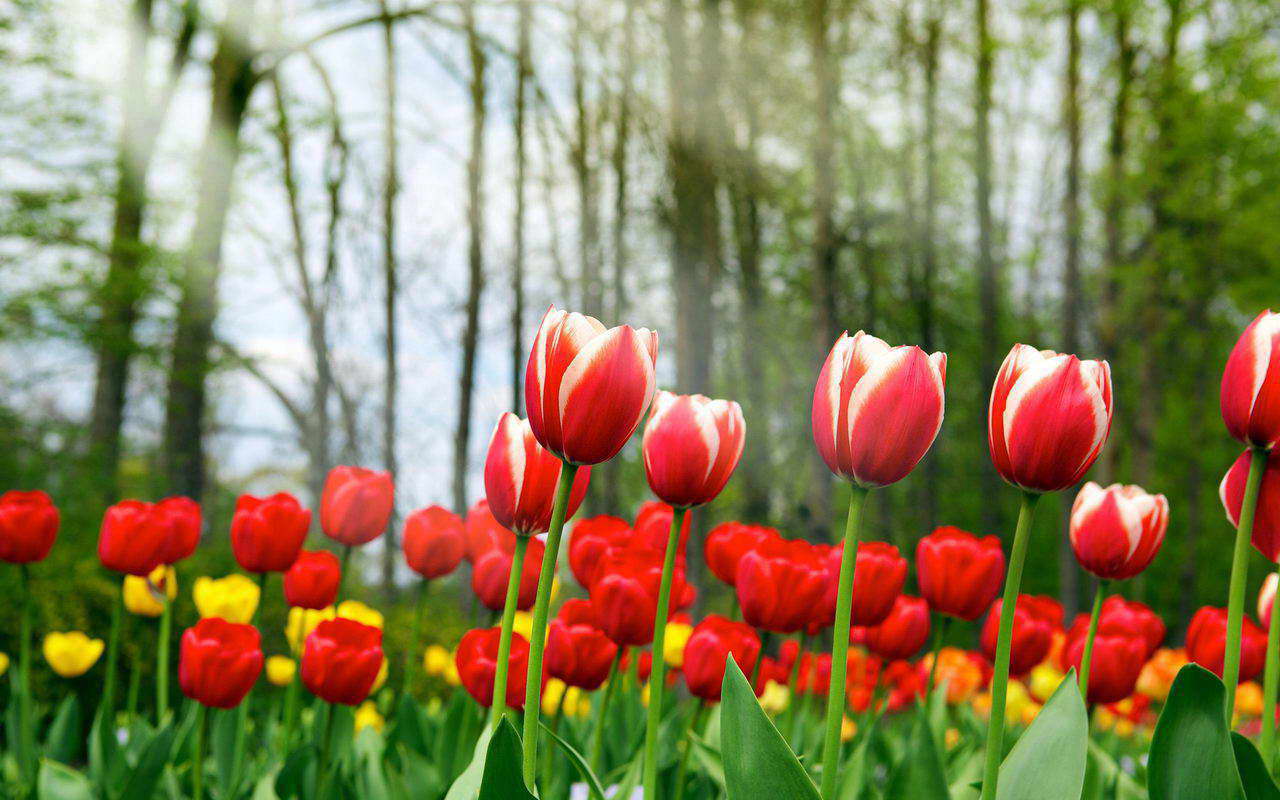 Tulip Flower Desktop Wallpaper. Free Download Tulip HD