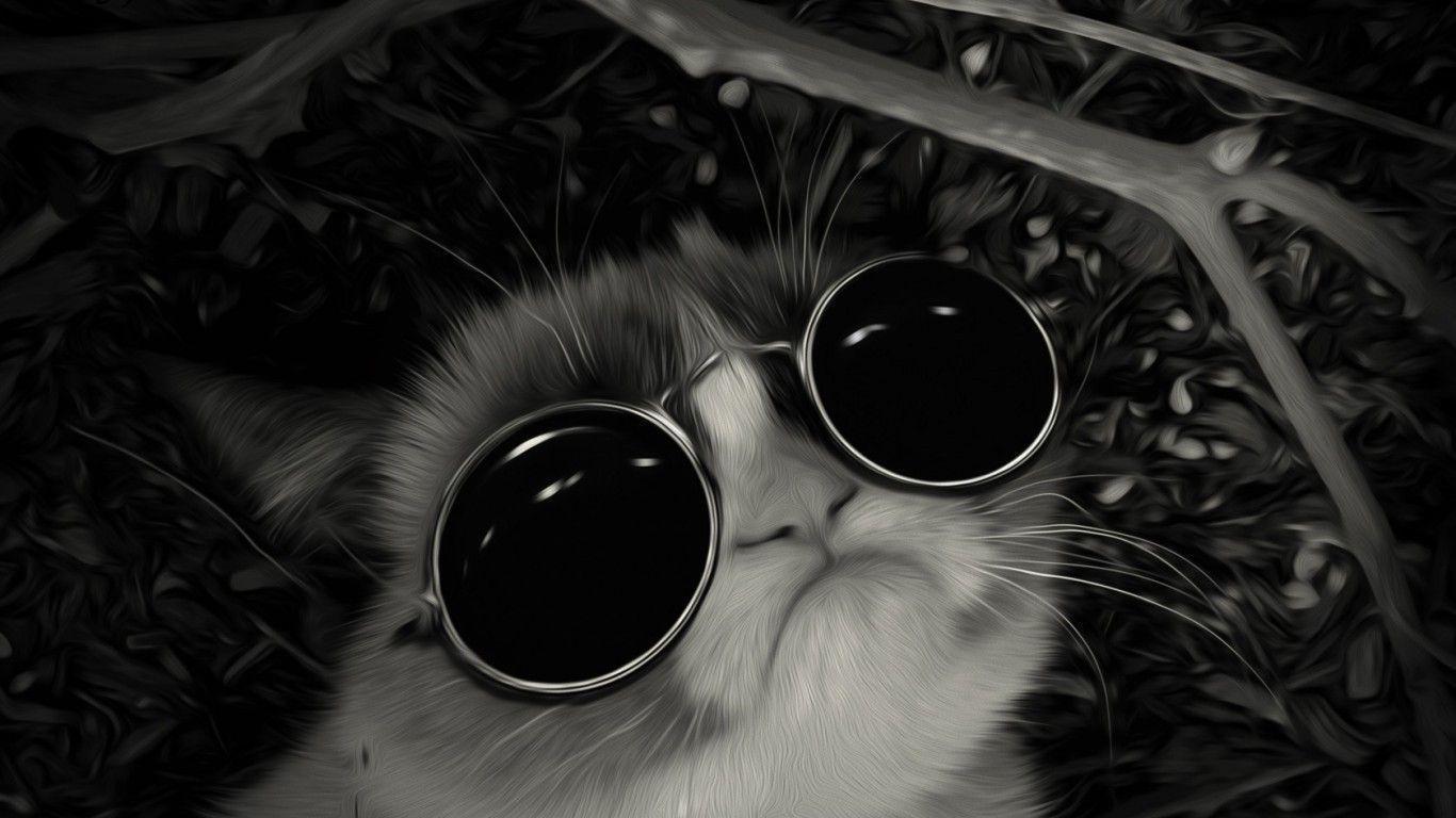 Cool Cat Wallpapers 5645 Wallpapers – 1366×768 High Definition
