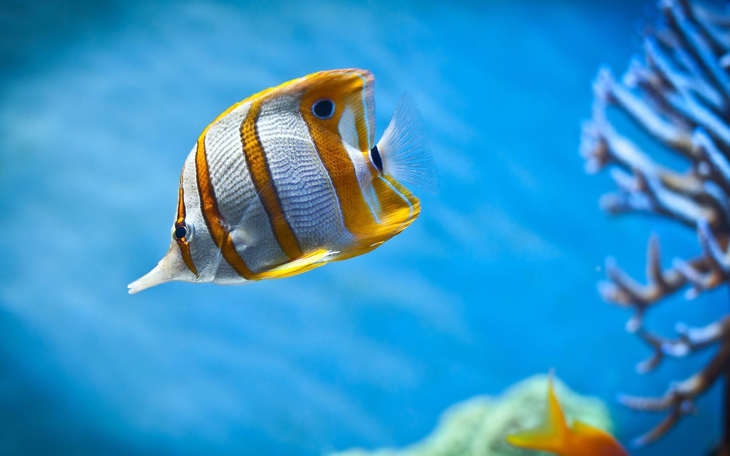 moving fish wallpapers for ipad
