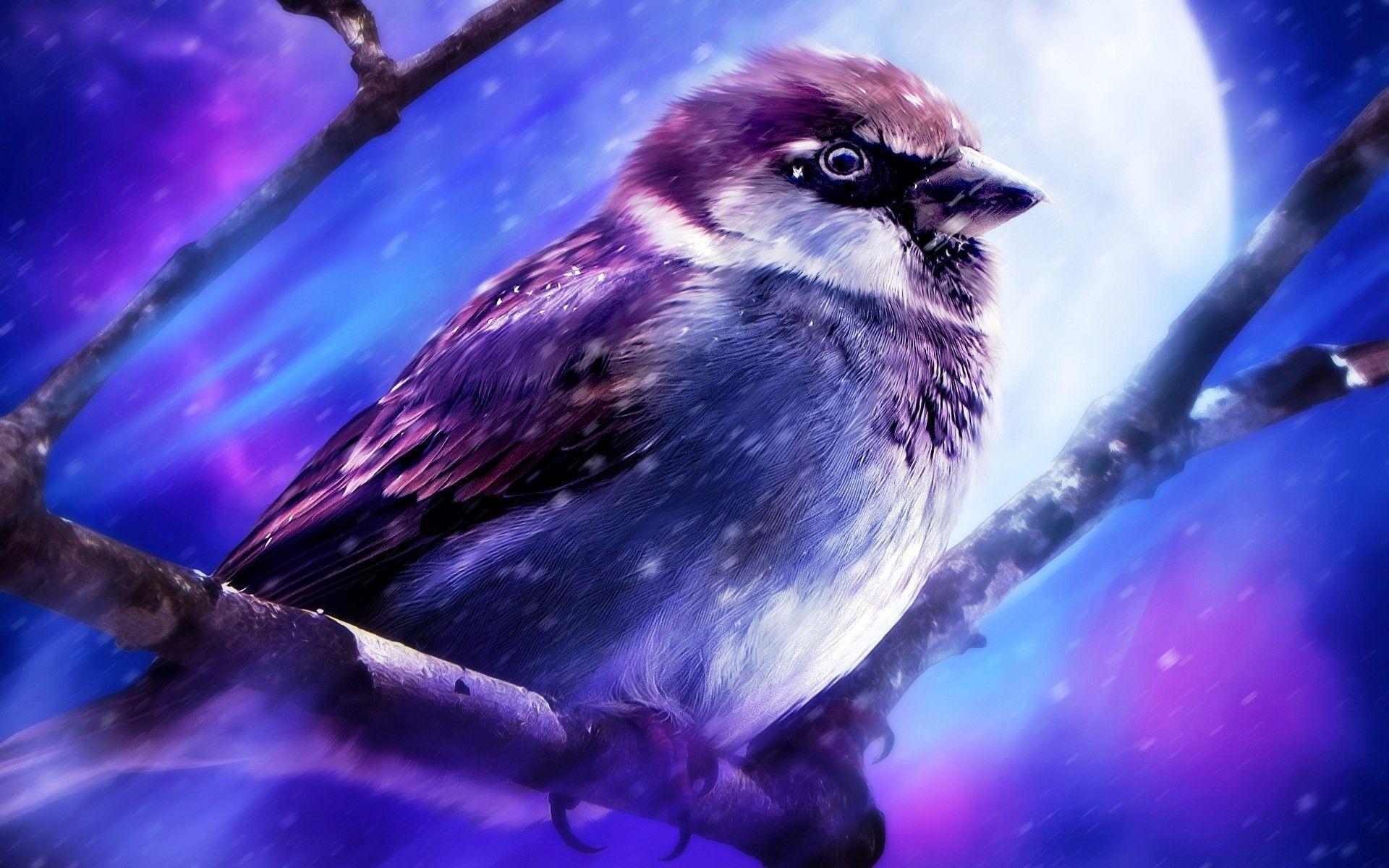 image For > Purple Bird Wallpaper