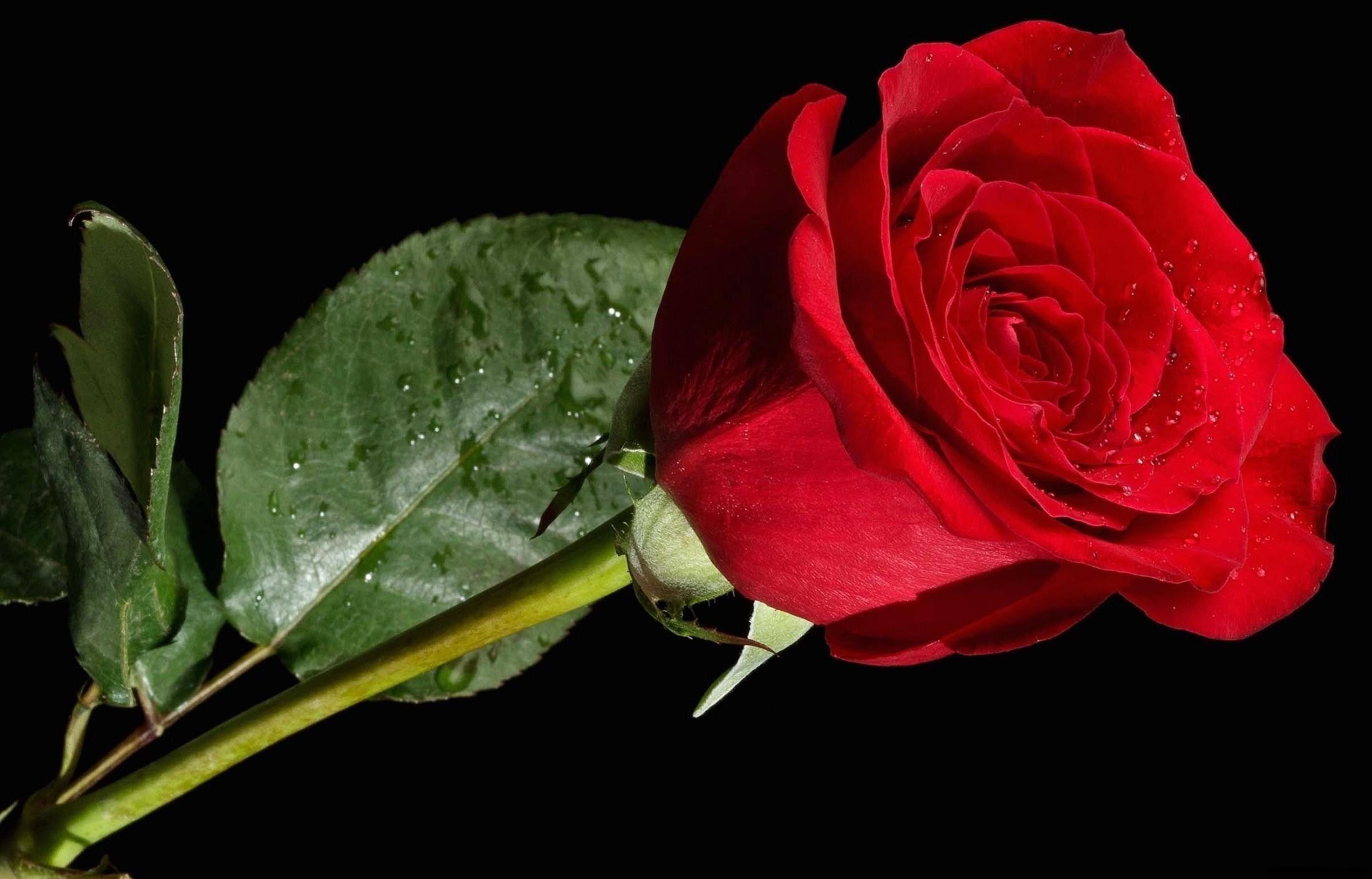original rose flower red black backgrounds backgrounds