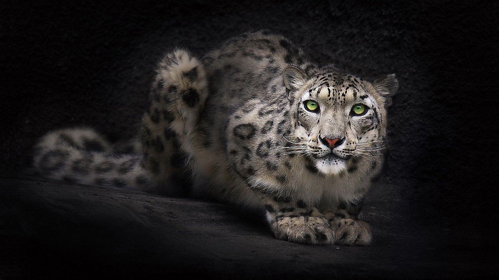 Snow Leopard Backgrounds Wallpaper Cave