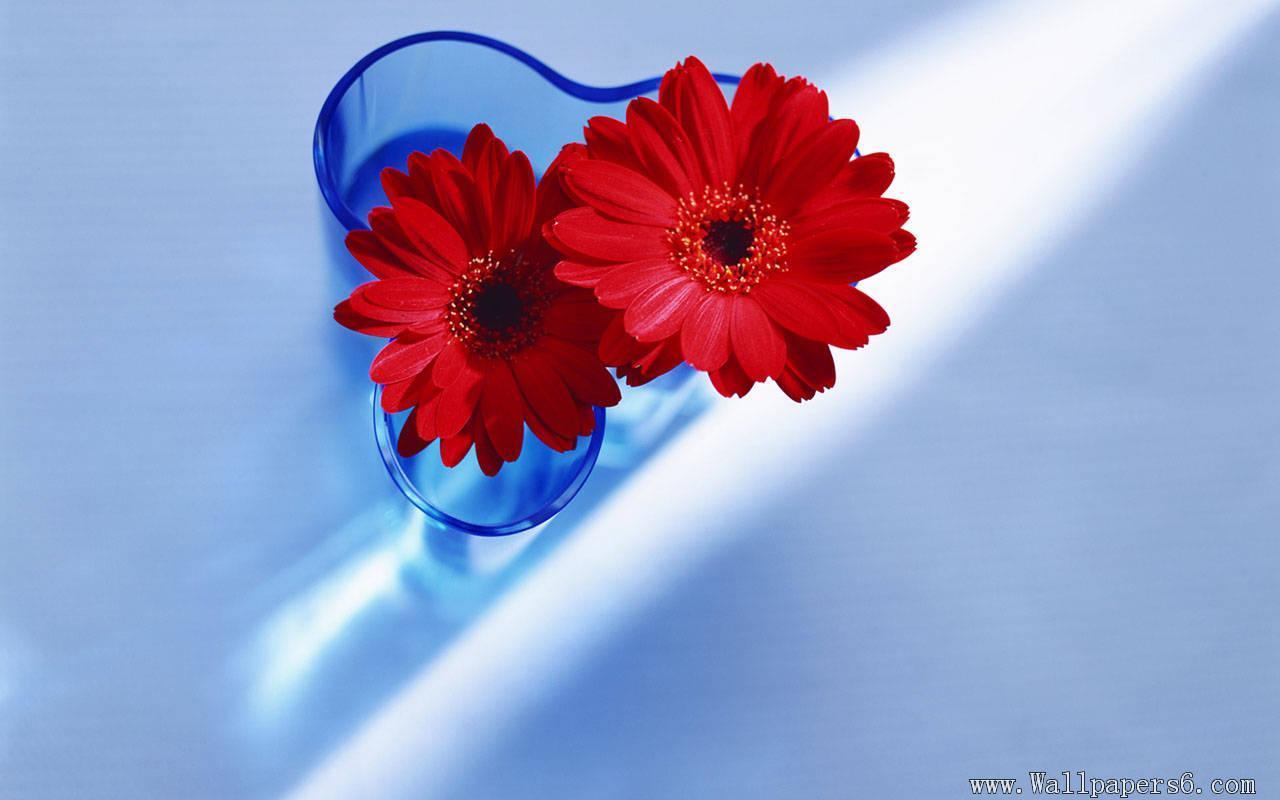 Red Love Decorations New Nature Flowers HD wallpaper #