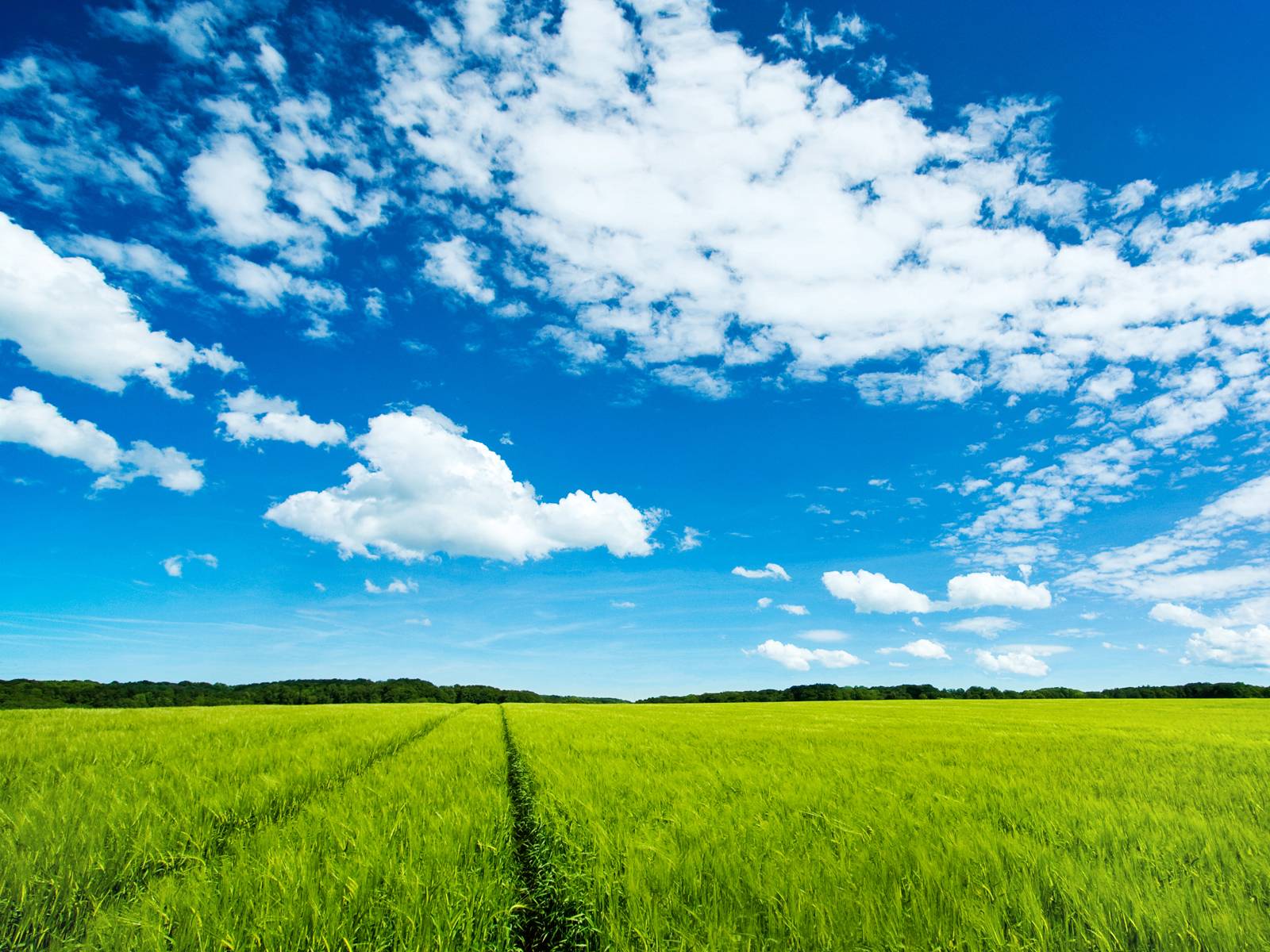 Wheat Field desktop wallpaper