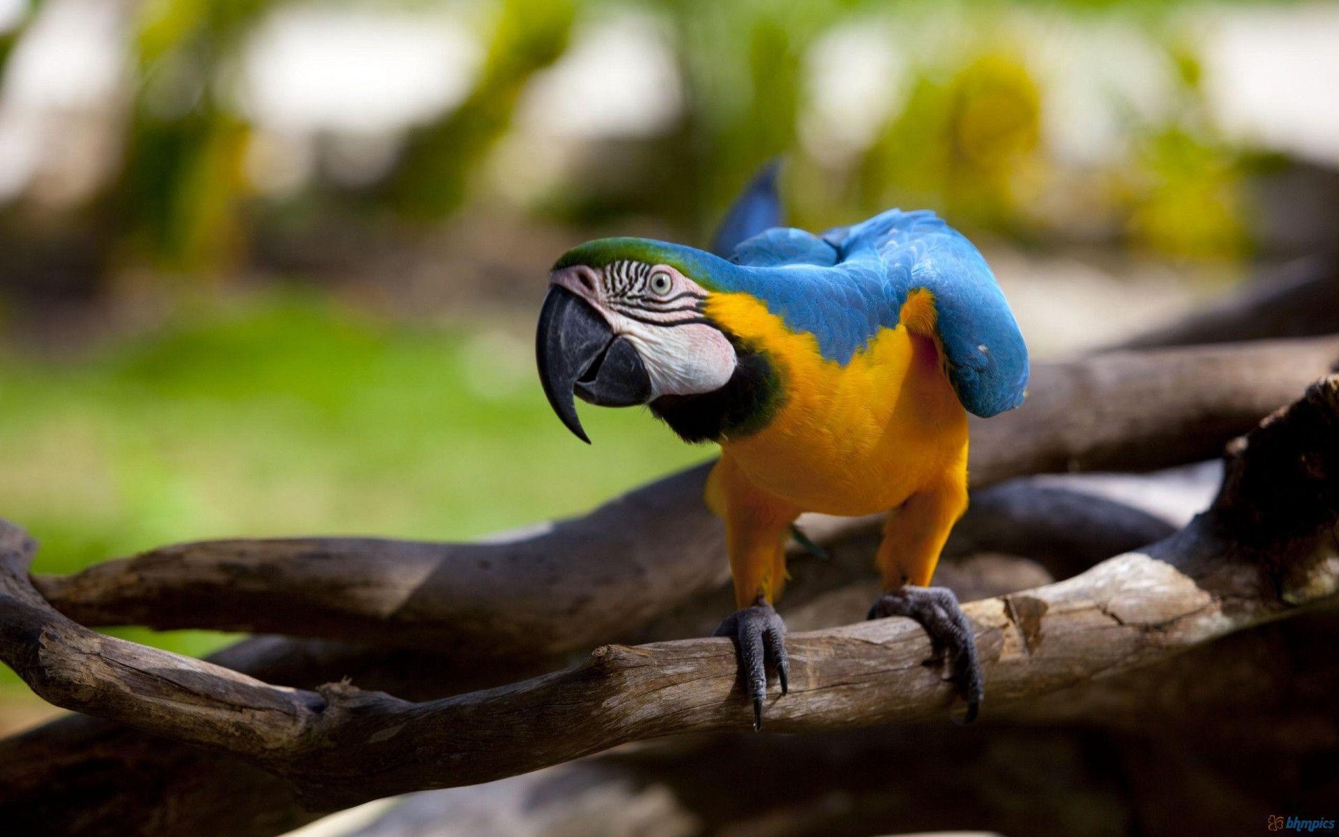 Macaw Wallpaper HD 1080p
