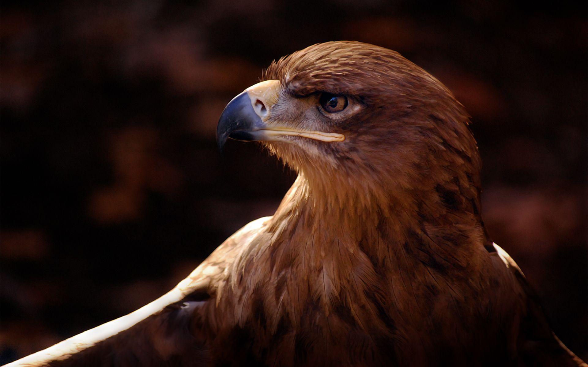 image For > Birds Of Prey Eagle