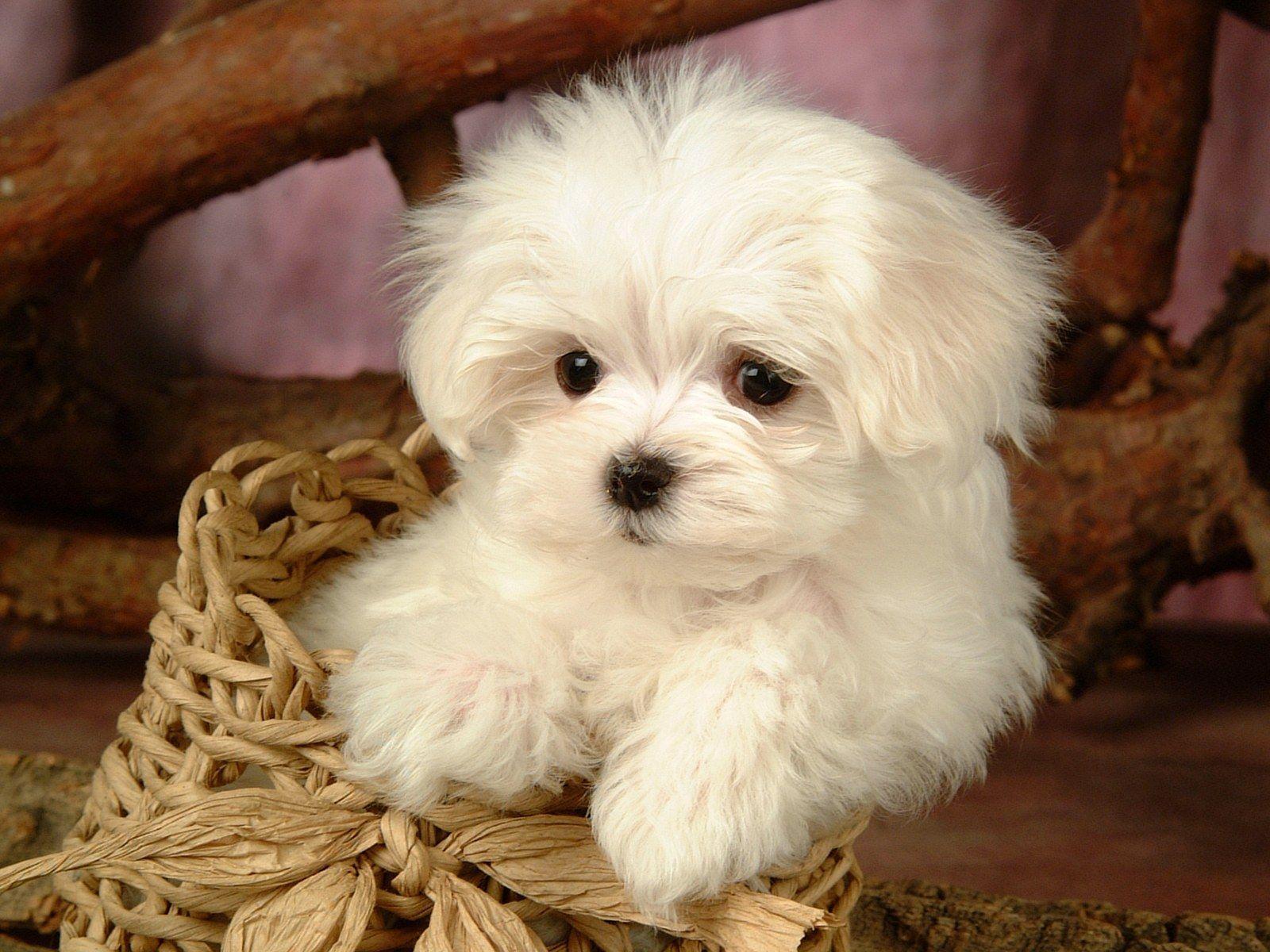 Fluffy Maltese Puppy Dogs Maltese Puppies wallpaper