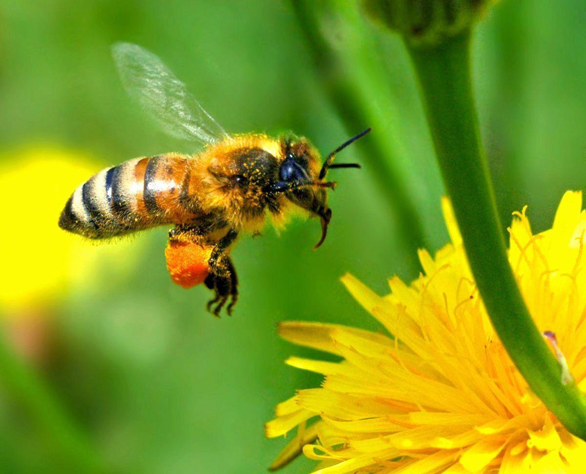 Pollinating Our Future. ECOLIFE Conservation Blog