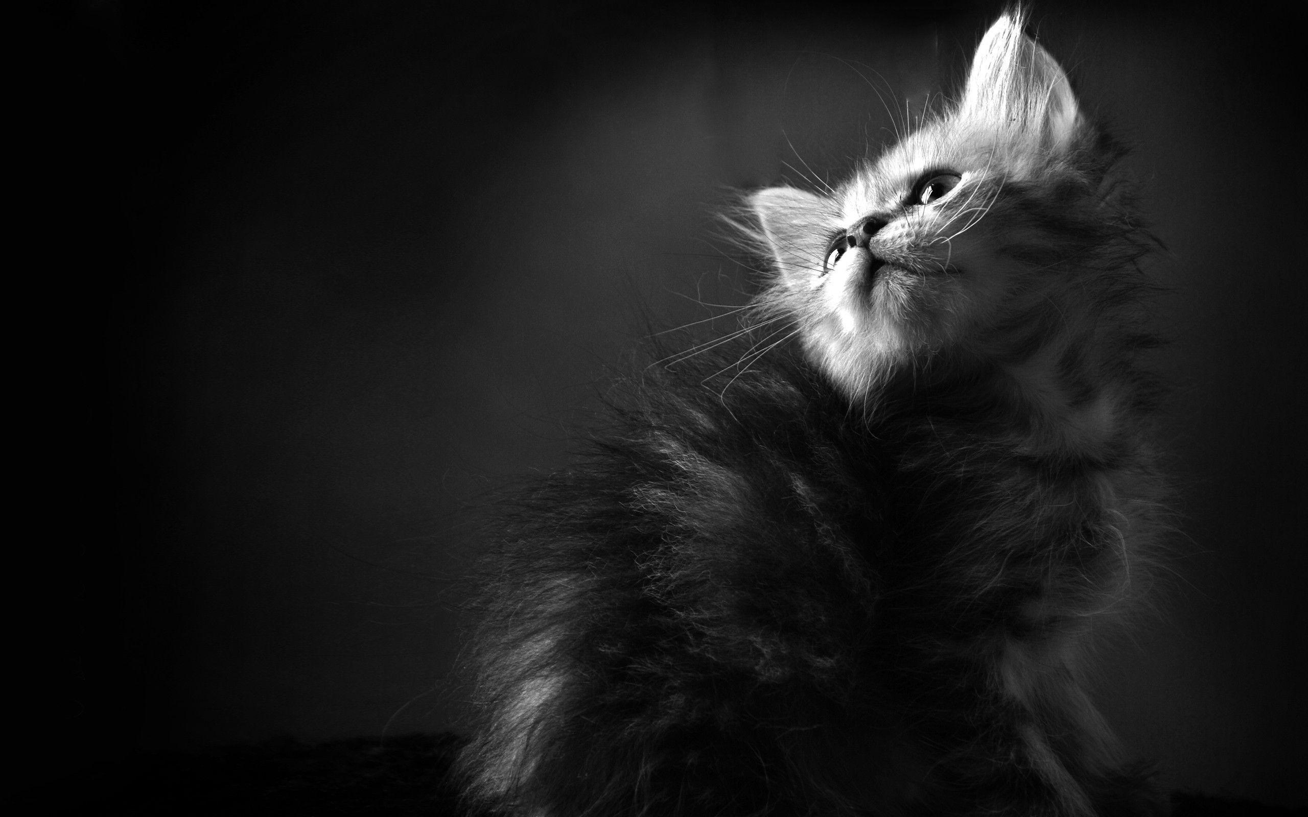 Cat Background 9282 2560x1600 px