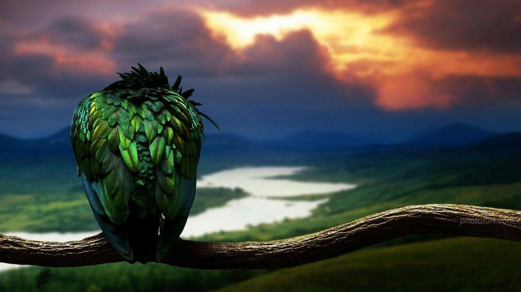 Cute Animal Wallpaper Free Download