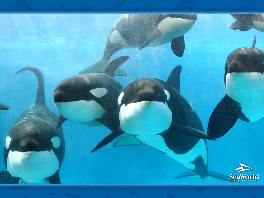 Image For > Killer Whale And Baby Wallpapers