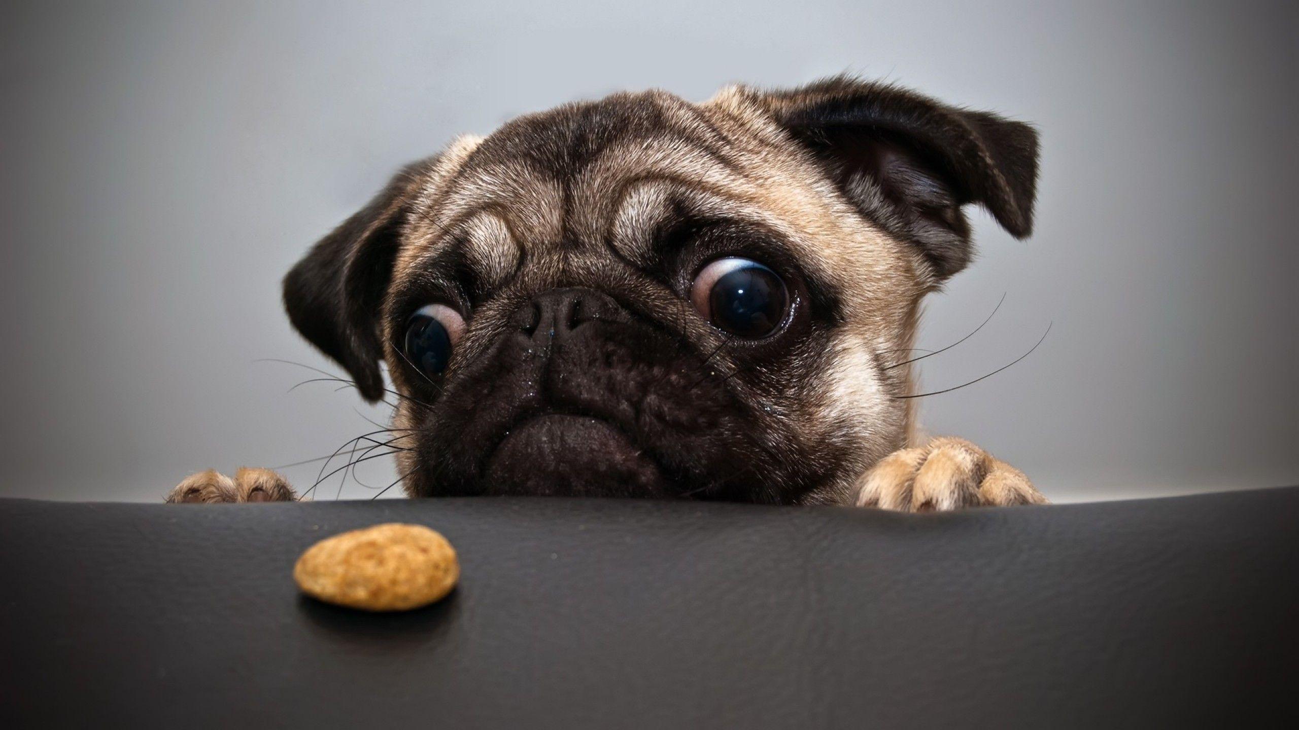 A Pug and a Cookie widescreen wallpaper. Wide