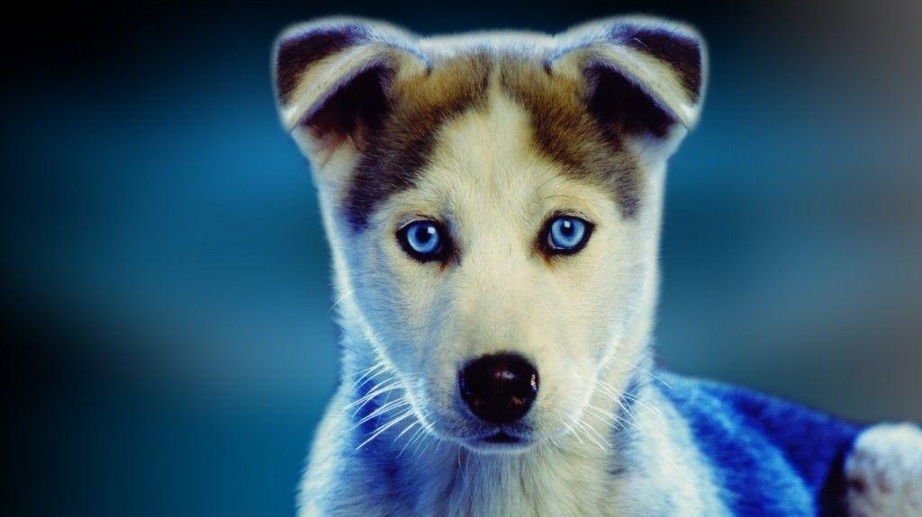 Dog Widescreen Wallpaper For Laptops