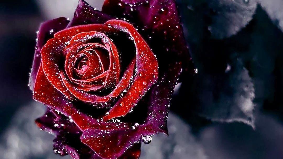 Happy Valentines Day Lyrics Botdf Gullugag Another 2015