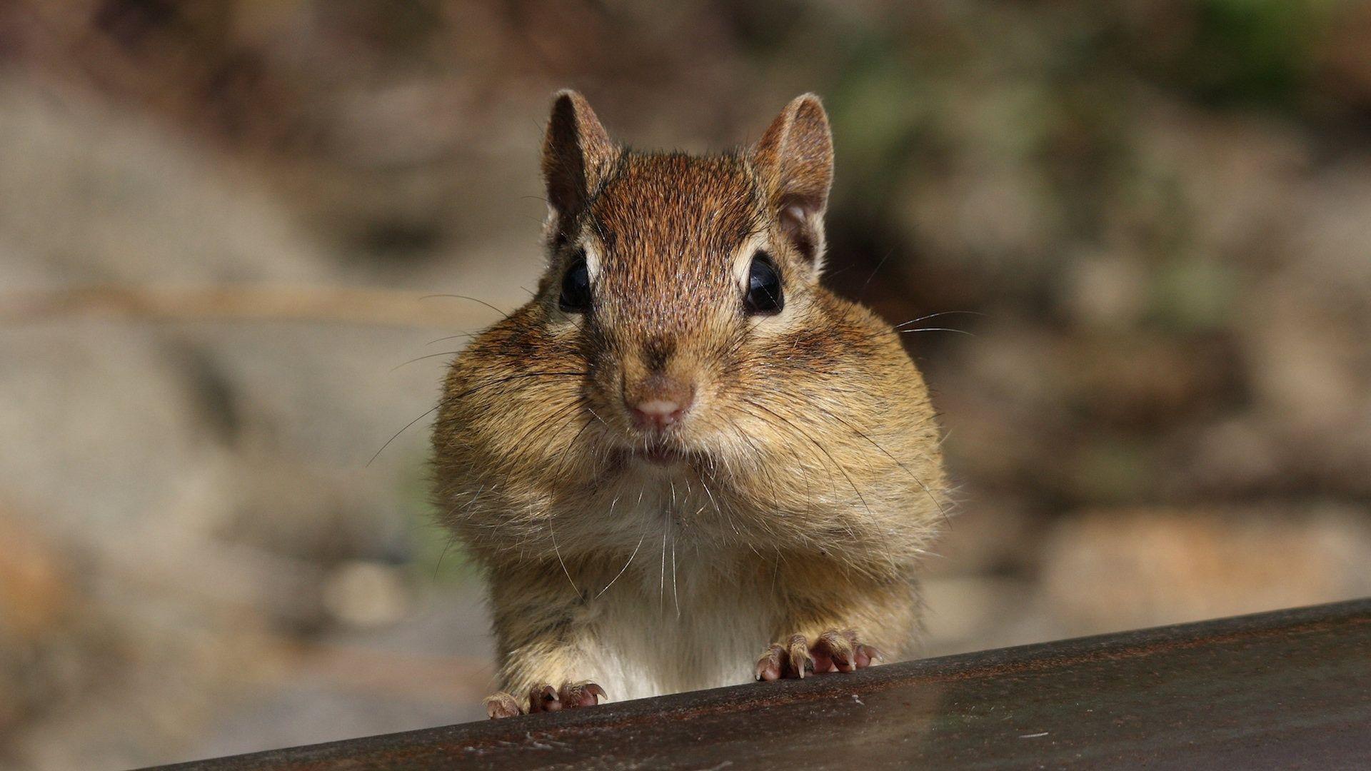 Cute chipmunk sitting on twigs in nature · Free Stock Photo