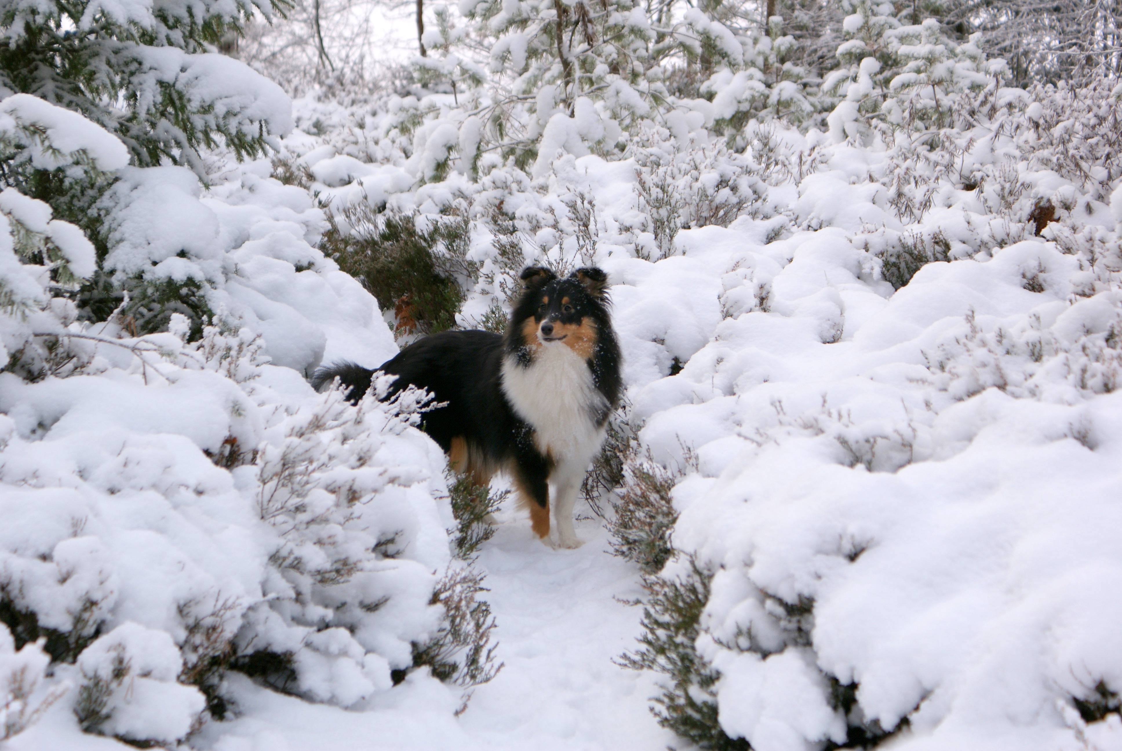 Sheltie Wallpapers - Wallpaper Cave