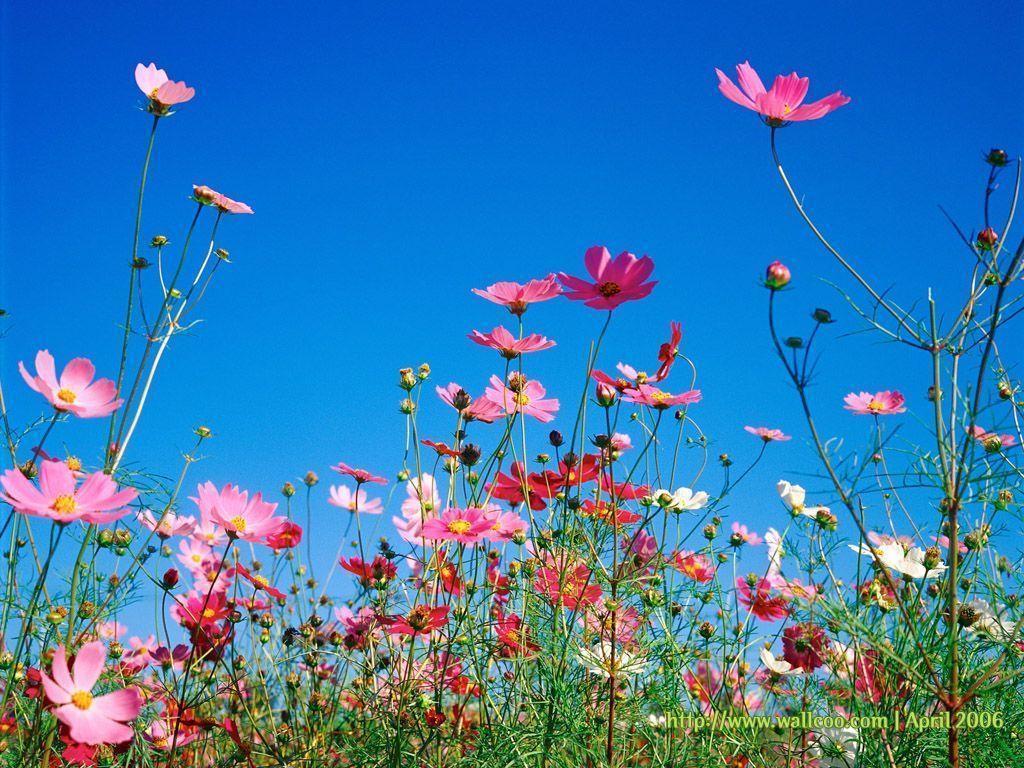 Spring Flowers 12177 Image HD Wallpaper. Wallfoy.com